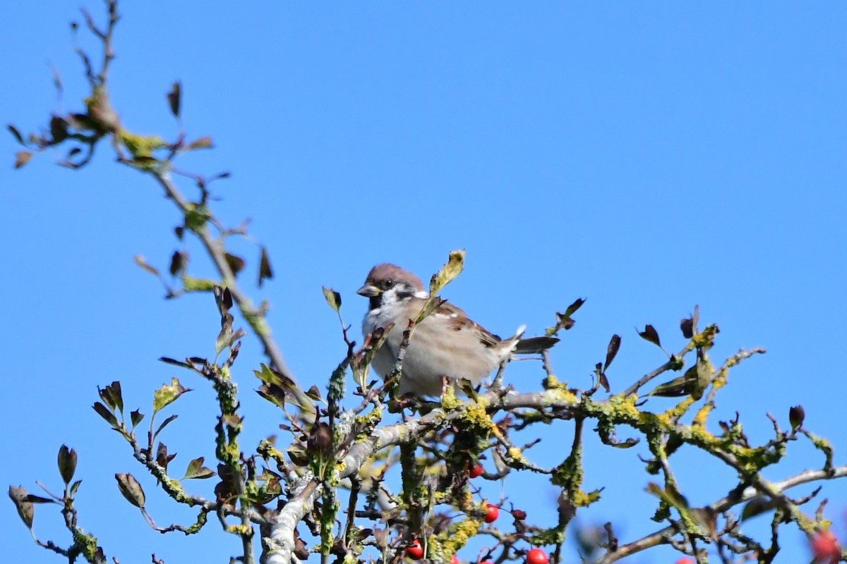 Eurasian Tree Sparrow - ML624113932