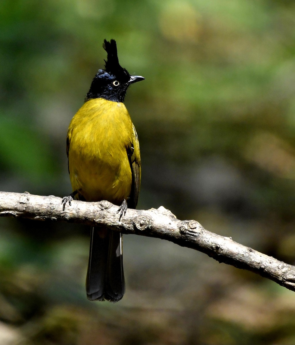 Bulbul à huppe noire - ML624113936