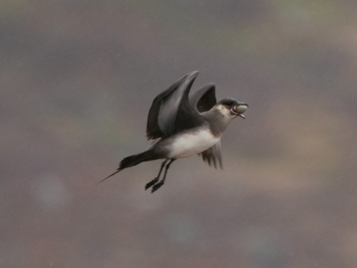 Поморник короткохвостий - ML624113937