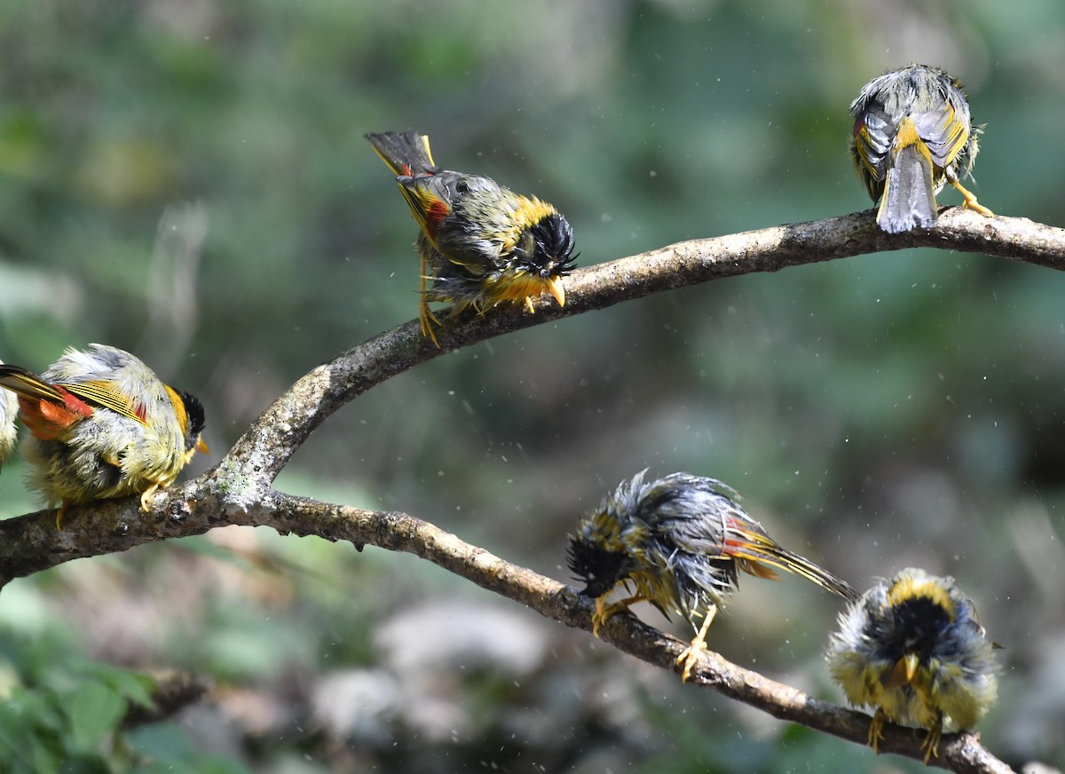 Silver-eared Mesia - ML624113941