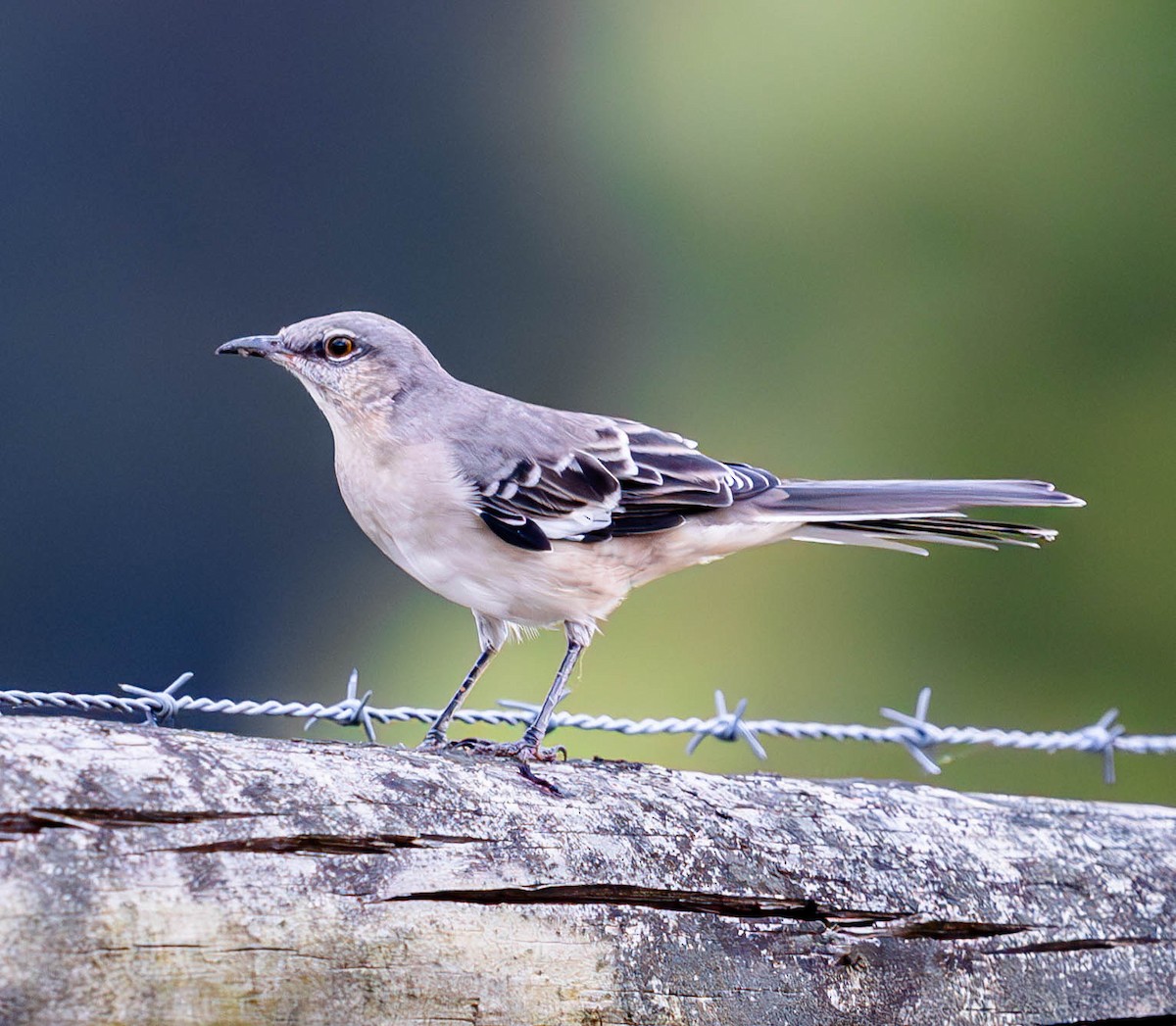 Northern Mockingbird - ML624113942