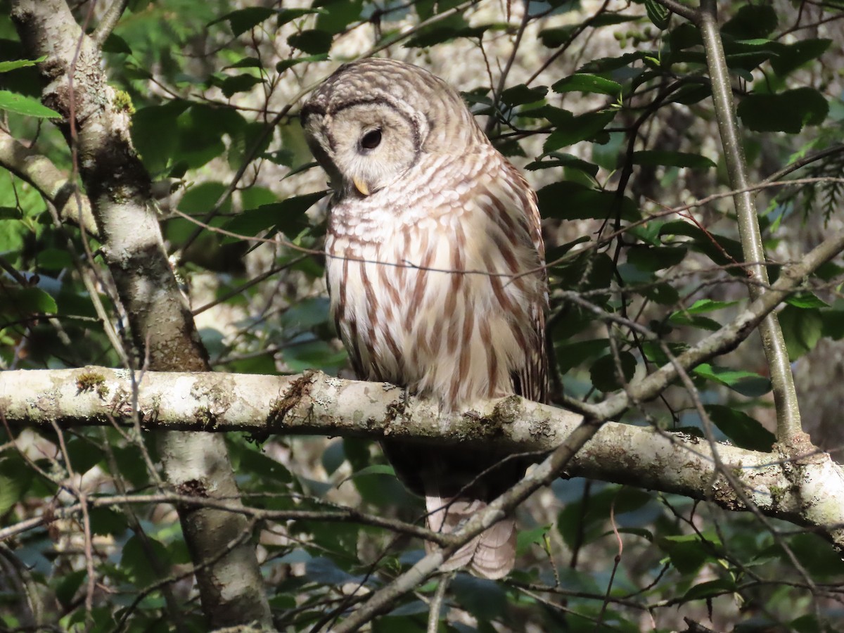 Barred Owl - ML624113944