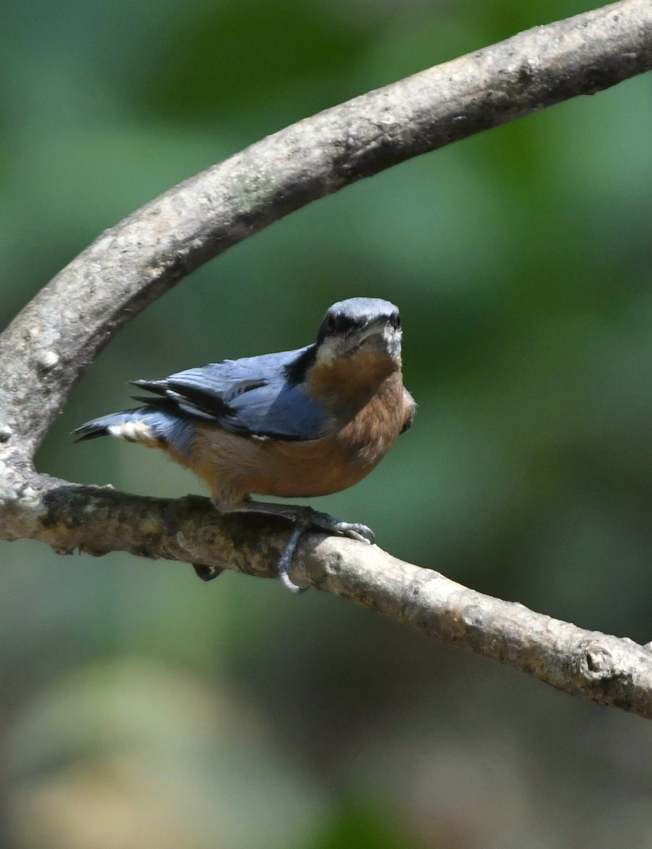 Chestnut-bellied Nuthatch - Ram Veer