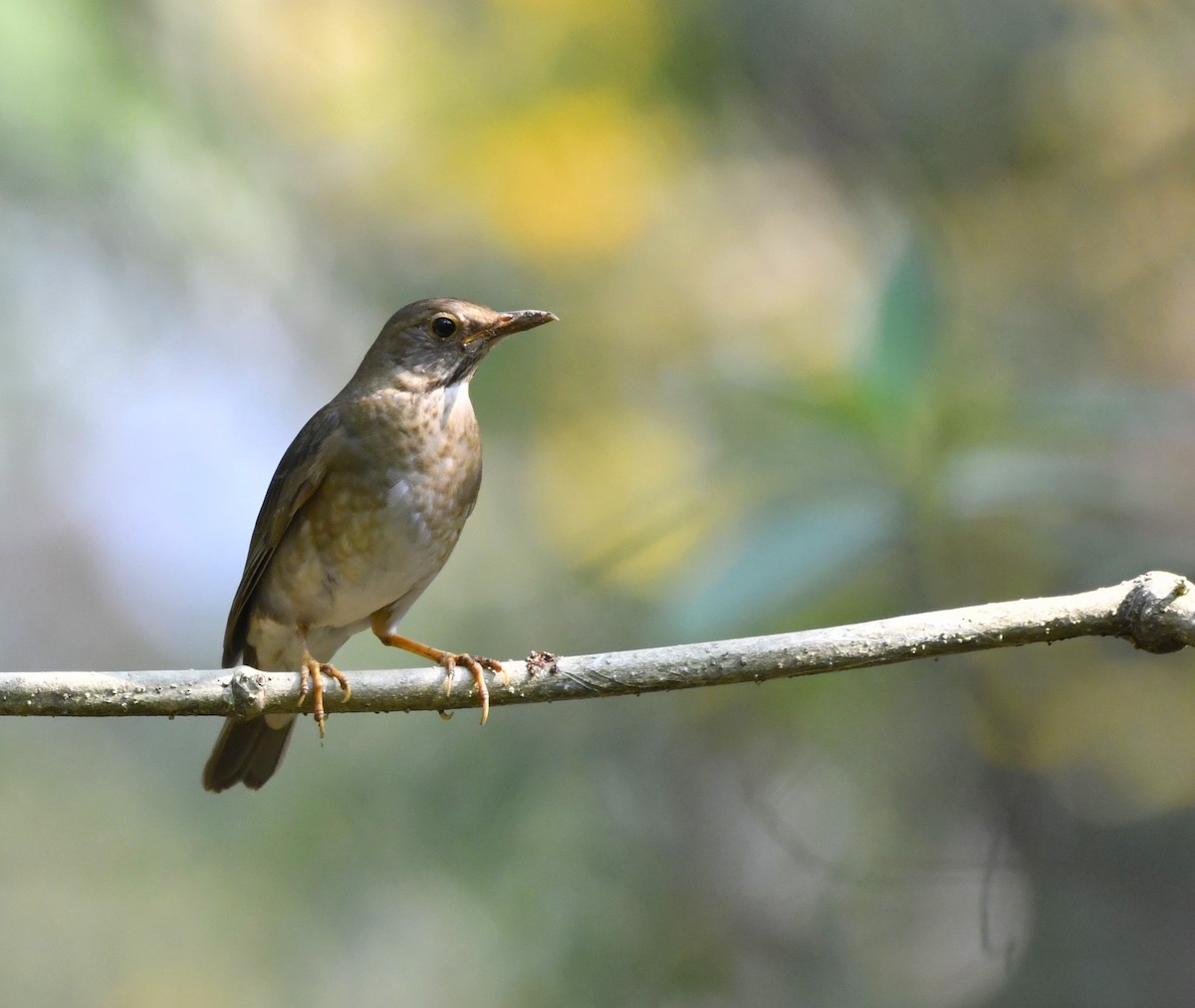 Tickell's Thrush - ML624113963