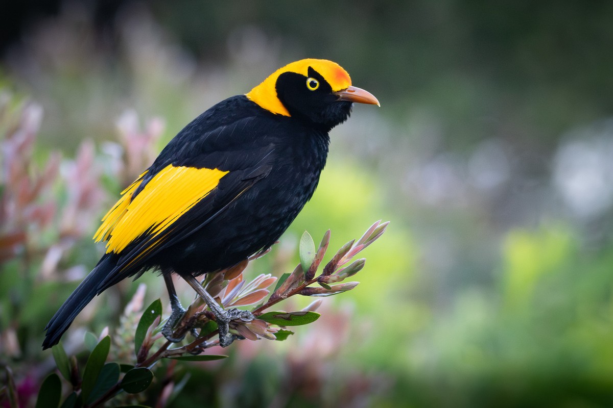 Regent Bowerbird - ML624113965