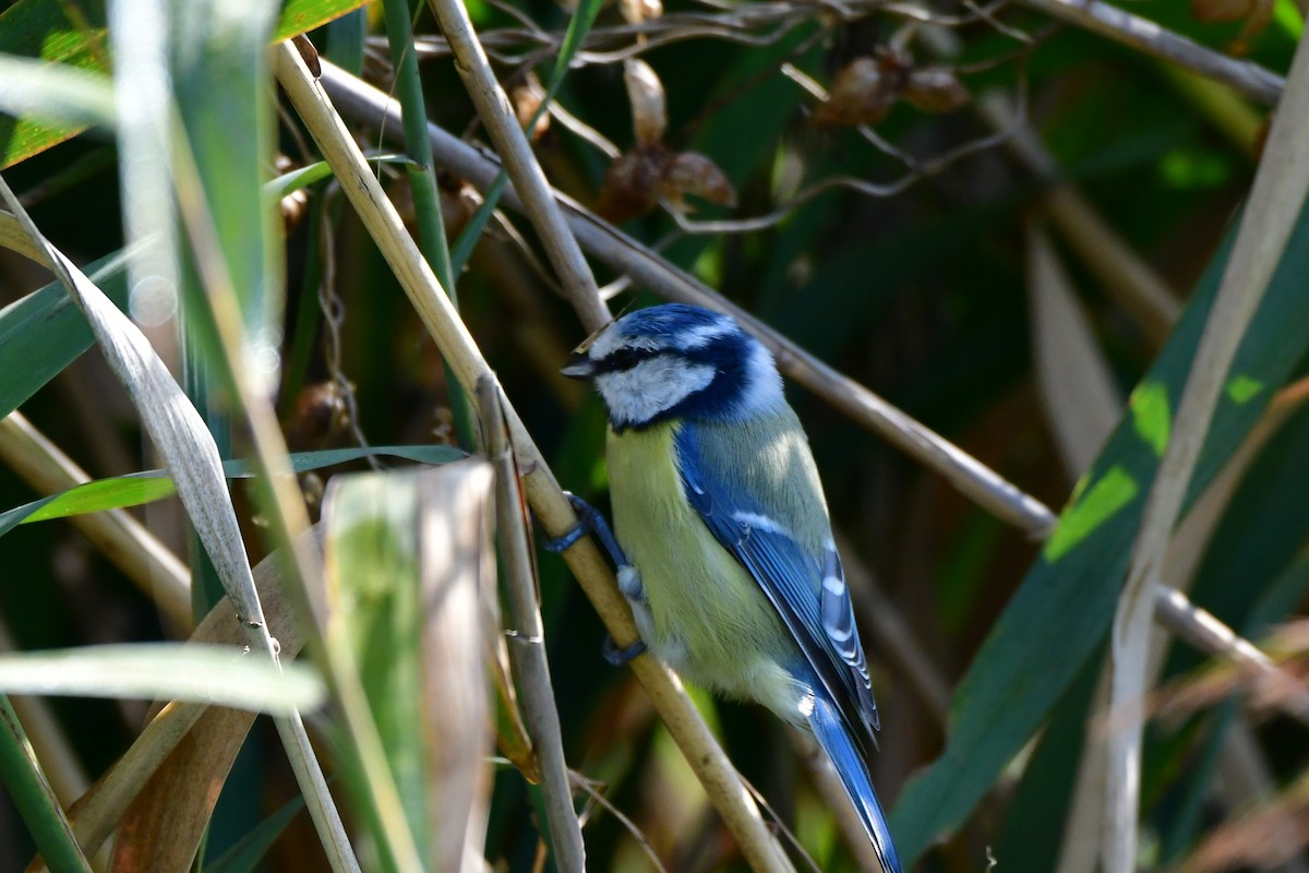 Eurasian Blue Tit - ML624113968