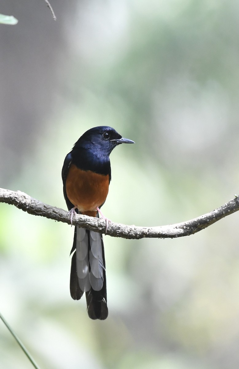 White-rumped Shama - Ram Veer