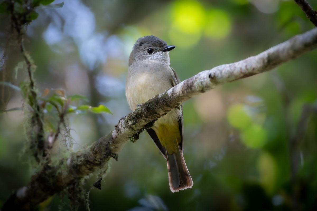 Golden Whistler - ML624113973