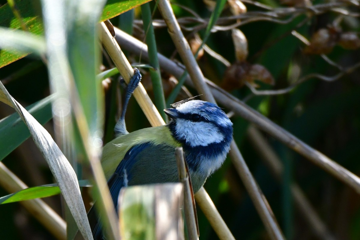 Eurasian Blue Tit - ML624113979