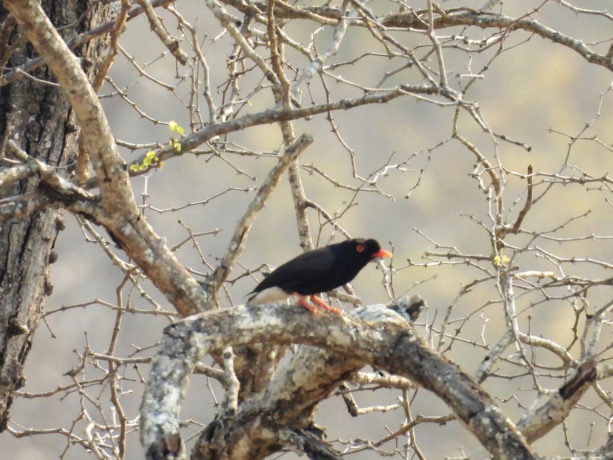 Retz's Helmetshrike - ML624113984