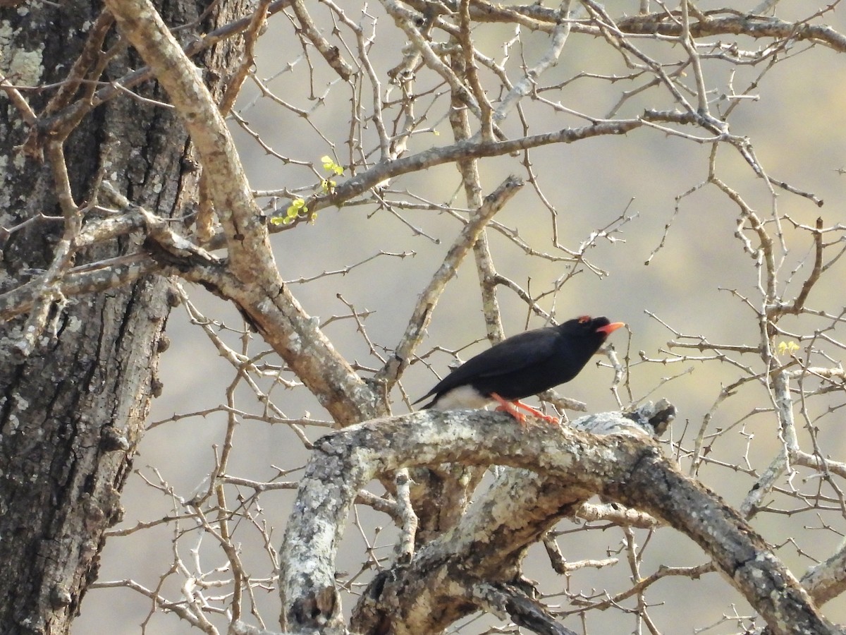 Retz's Helmetshrike - ML624113985