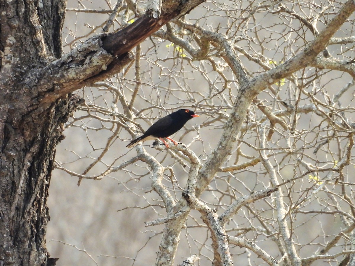 Retz's Helmetshrike - ML624113986