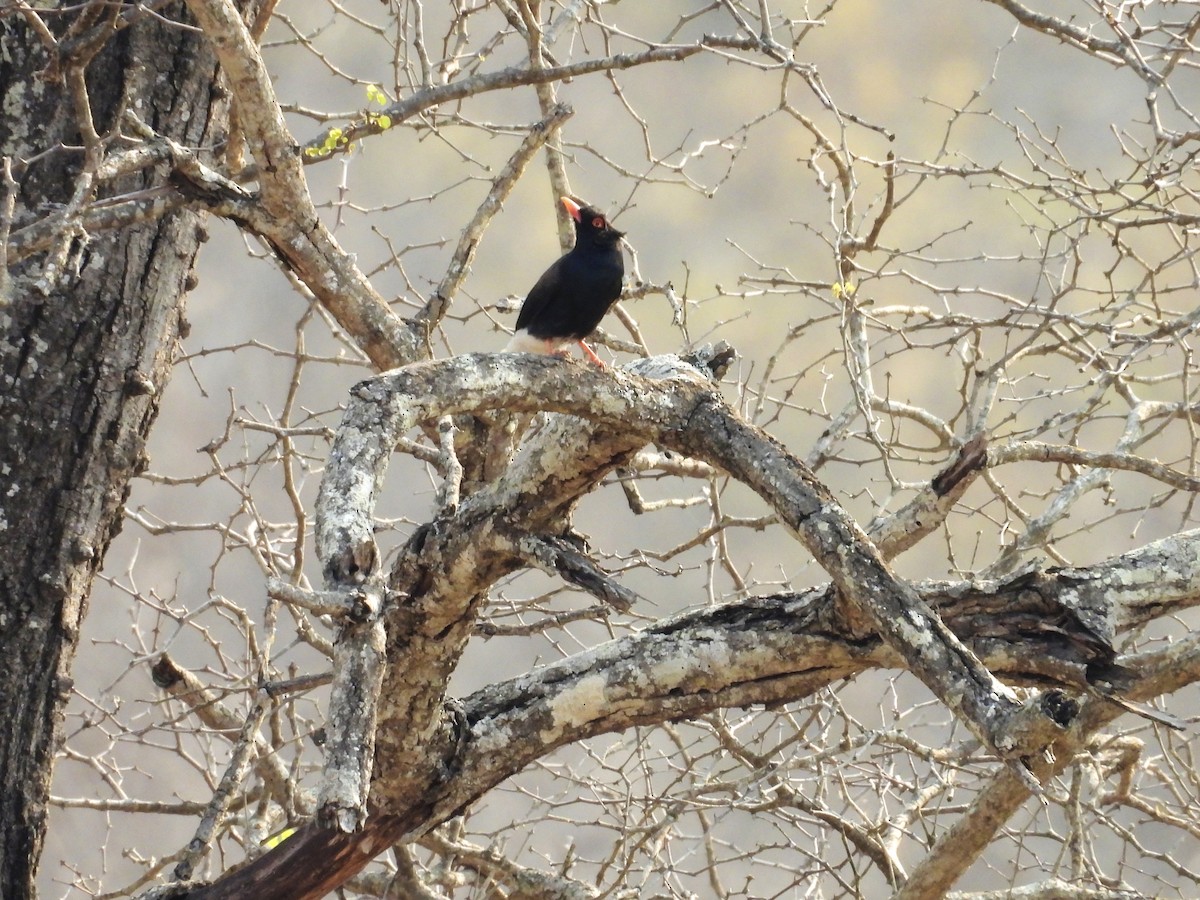 Retz's Helmetshrike - ML624113987