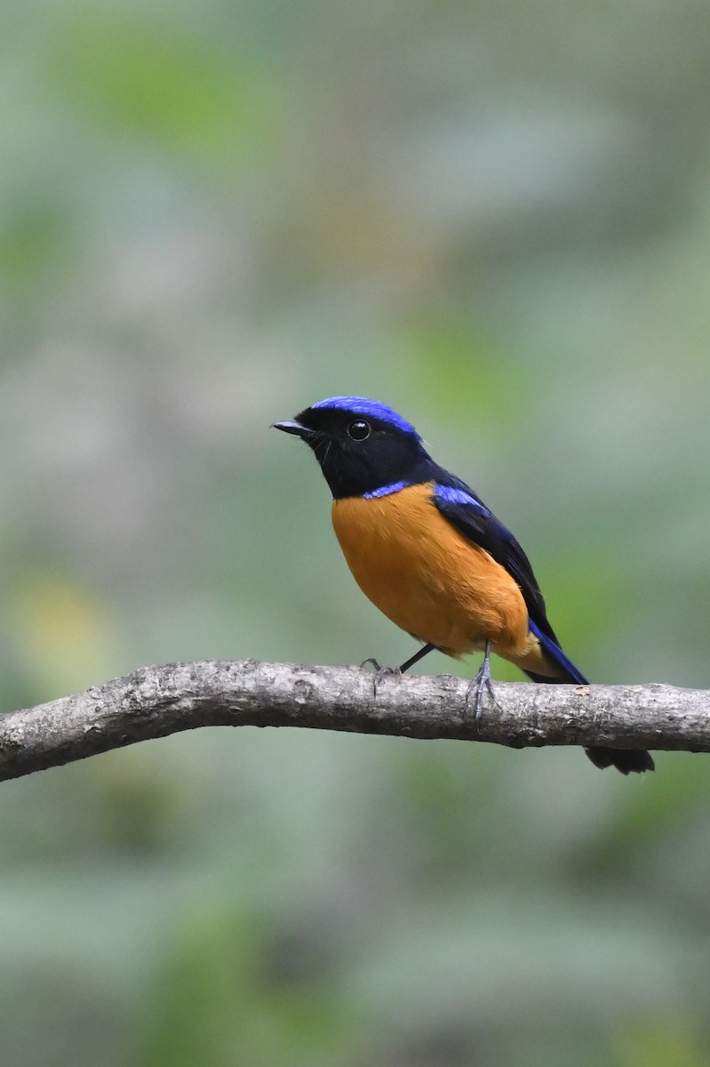 Rufous-bellied Niltava - ML624113988