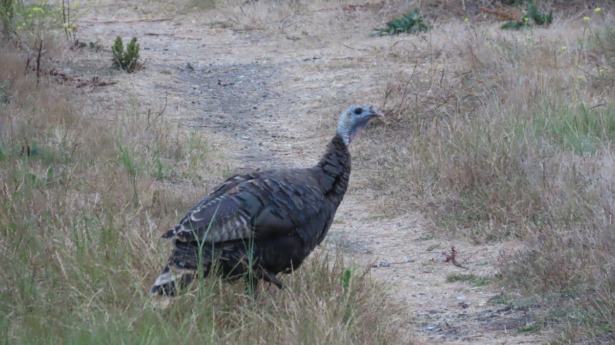 Wild Turkey - ML624113999