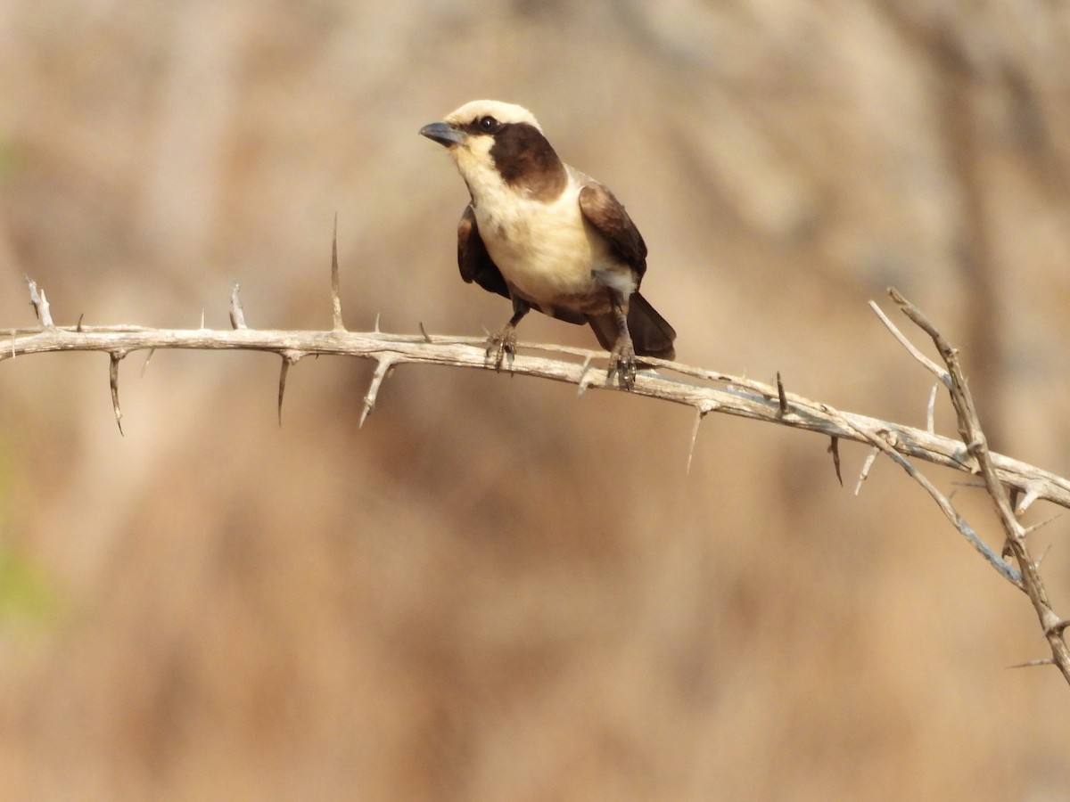 White-crowned Shrike - ML624114003