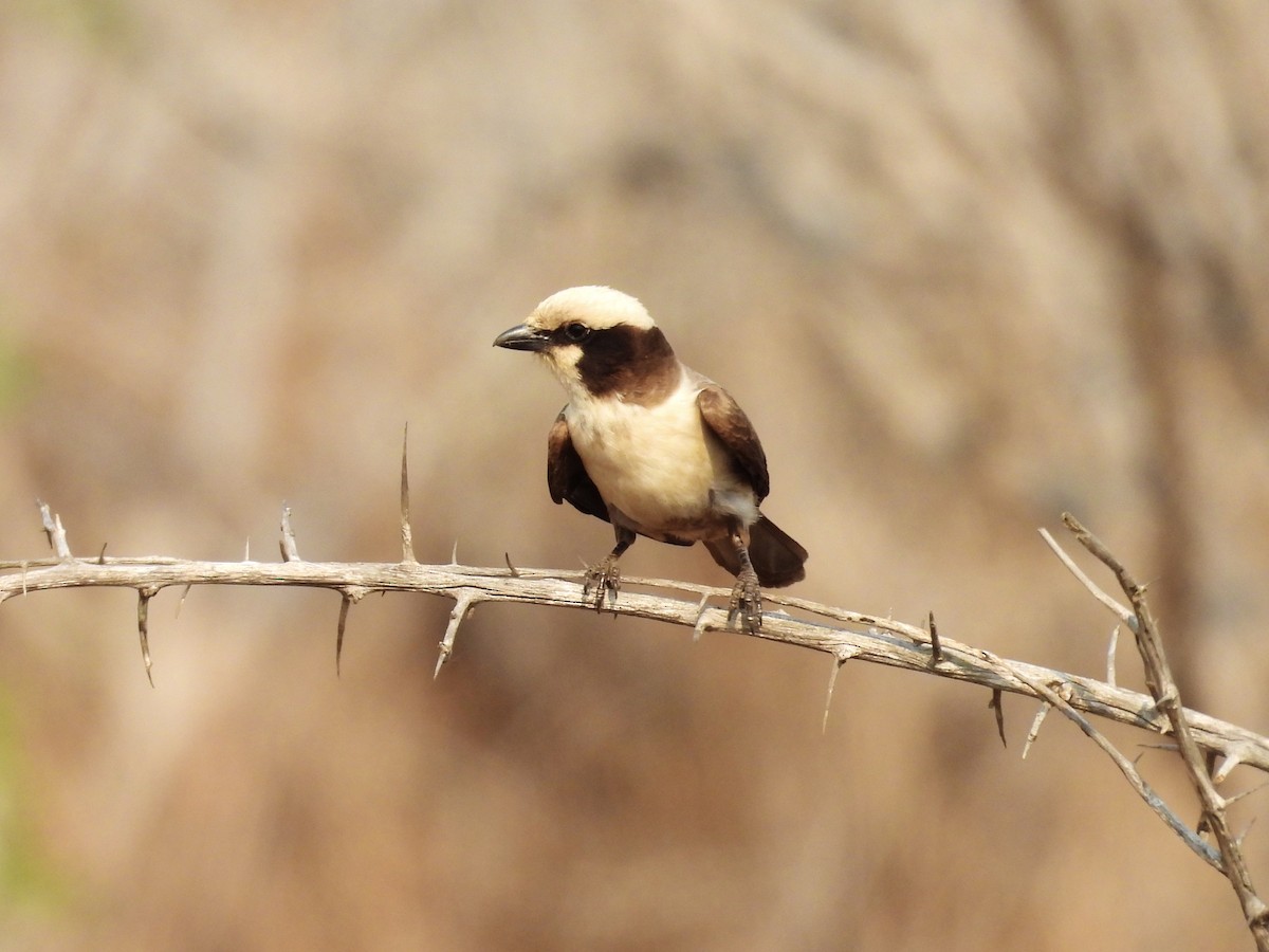 White-crowned Shrike - ML624114004