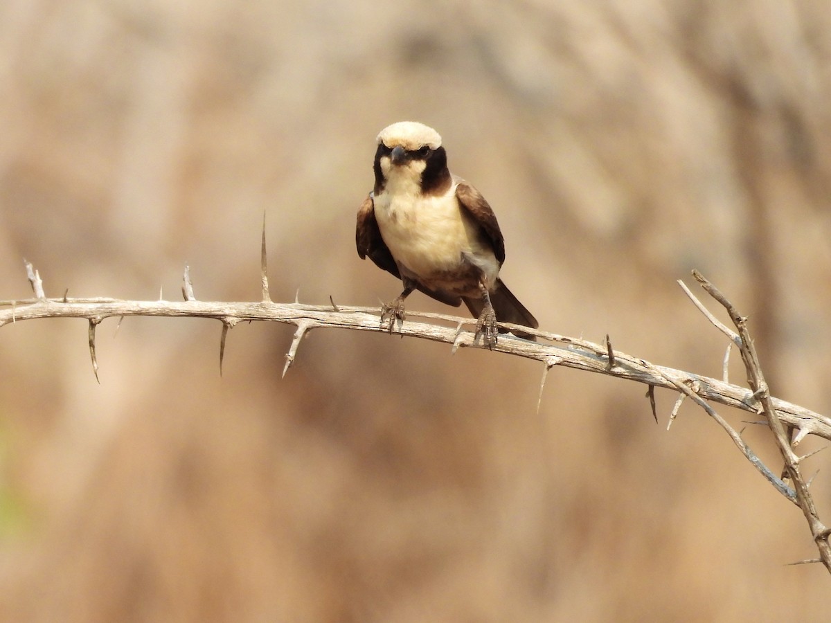 White-crowned Shrike - ML624114005