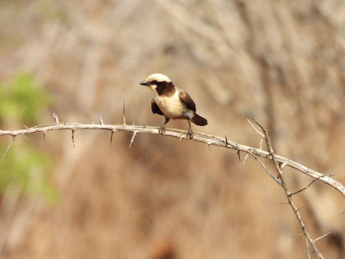 White-crowned Shrike - ML624114006