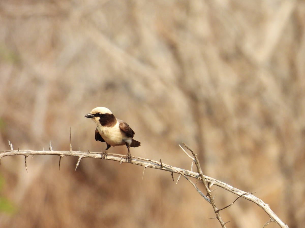 White-crowned Shrike - ML624114007