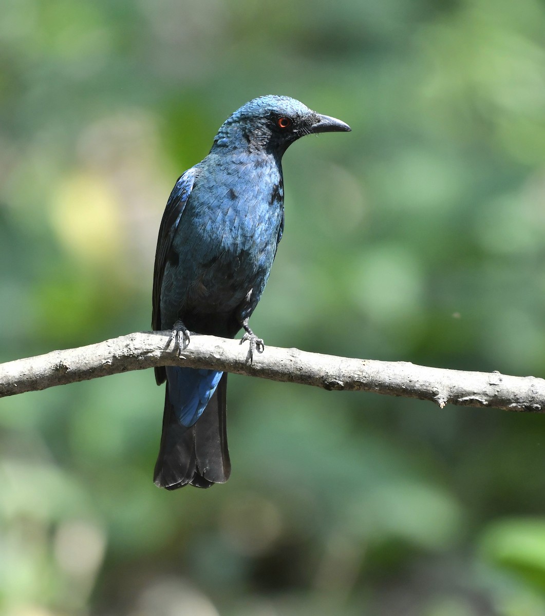 Asian Fairy-bluebird - Ram Veer