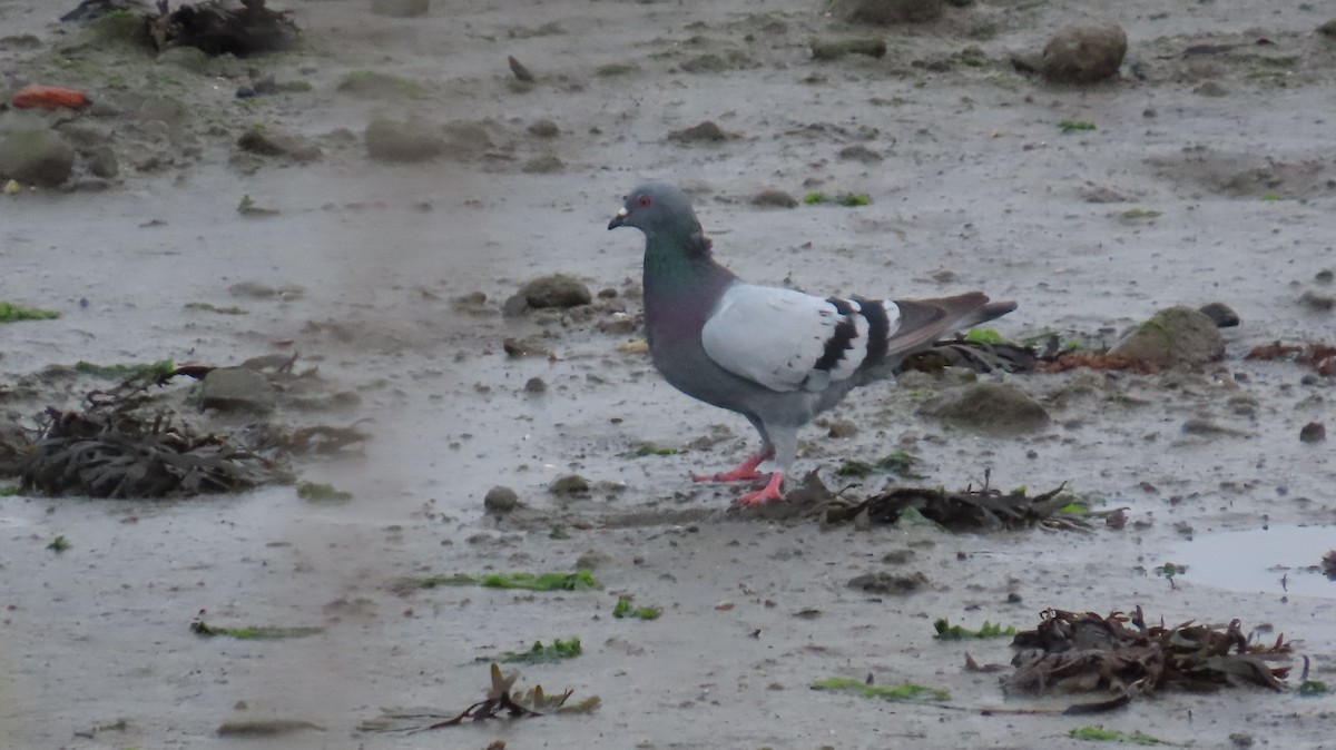 Rock Pigeon (Feral Pigeon) - ML624114018