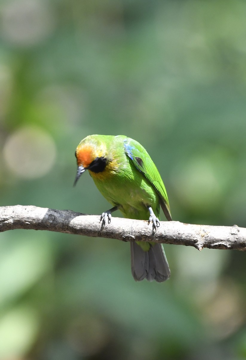 Golden-fronted Leafbird - ML624114020