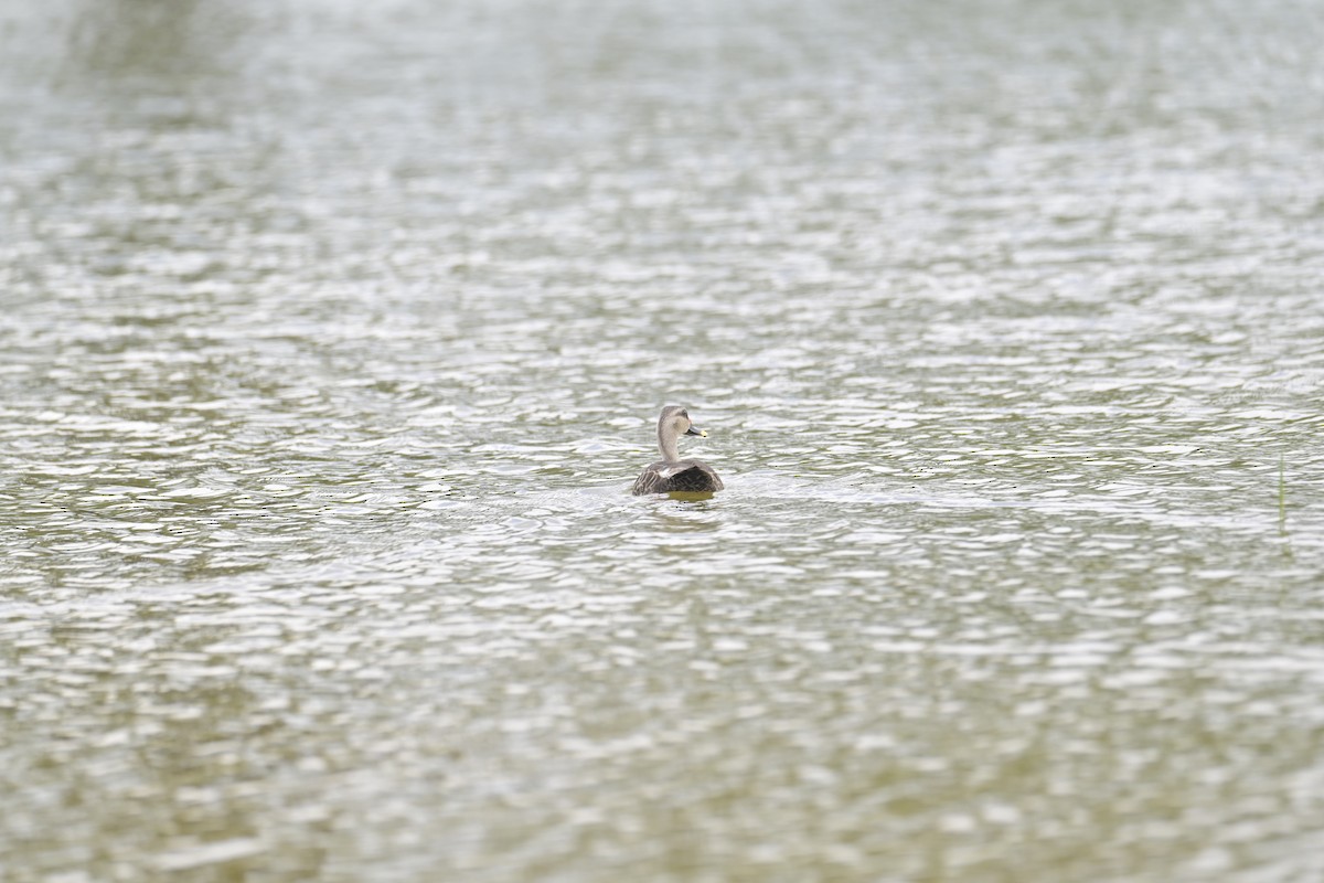 Indian Spot-billed Duck - ML624114021