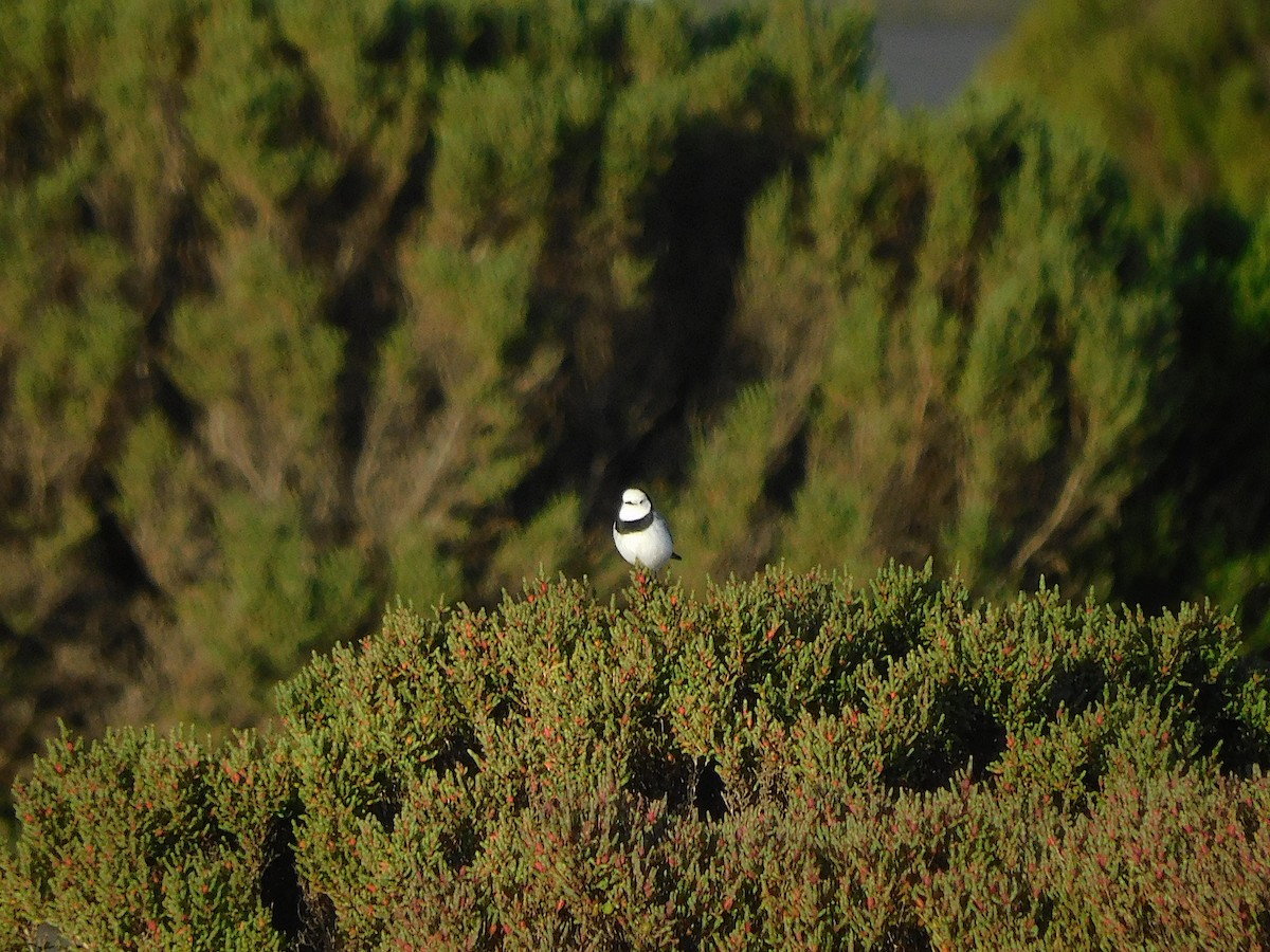 White-fronted Chat - ML624114032