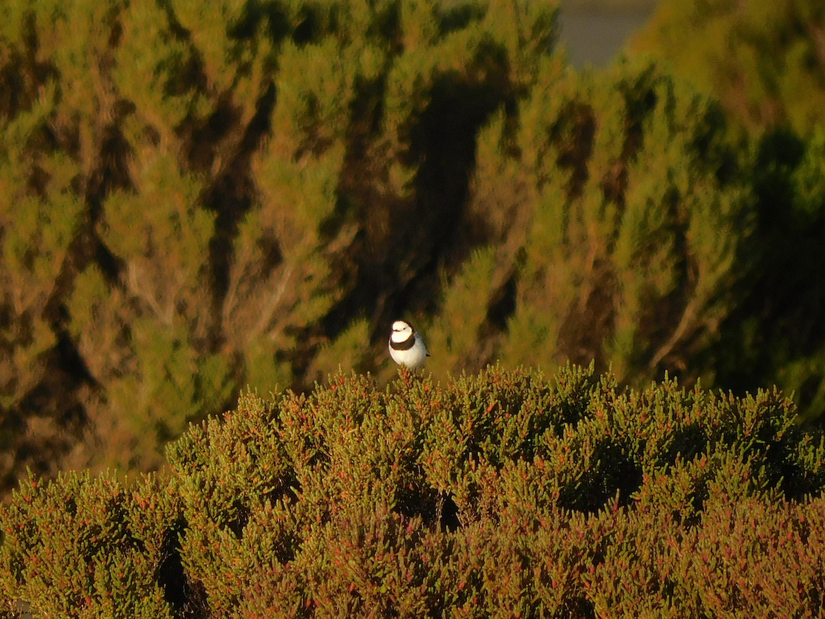 White-fronted Chat - ML624114033