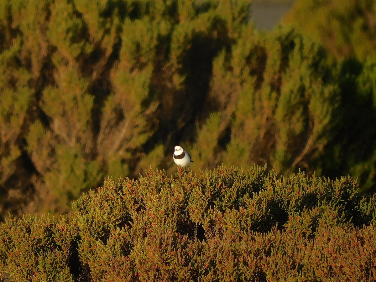 White-fronted Chat - ML624114034