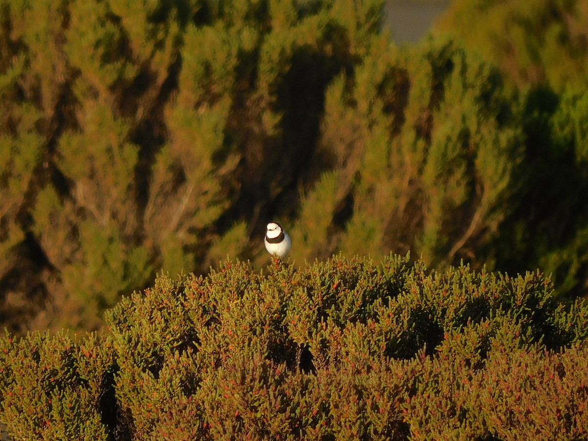 White-fronted Chat - ML624114035