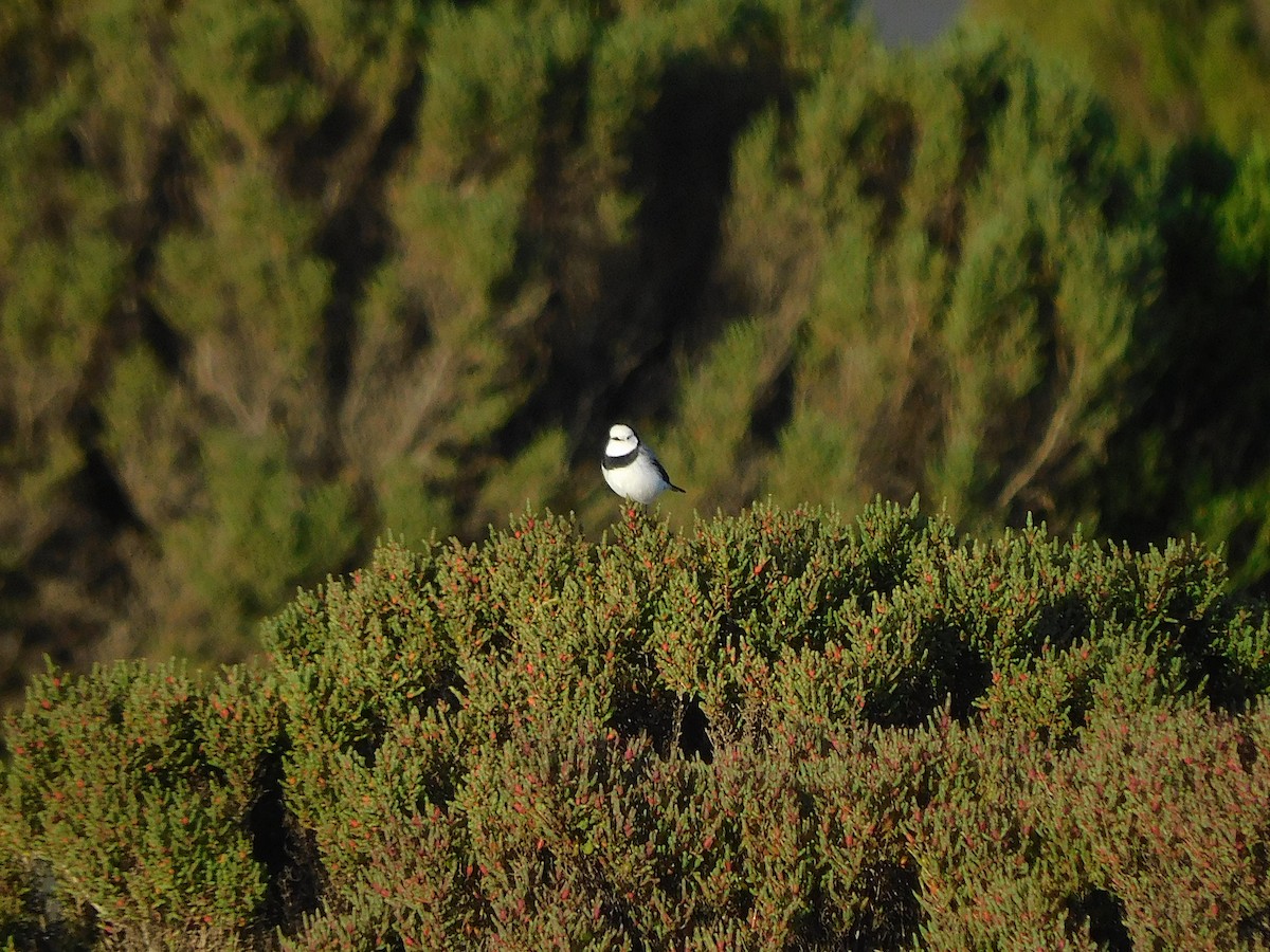 White-fronted Chat - ML624114036