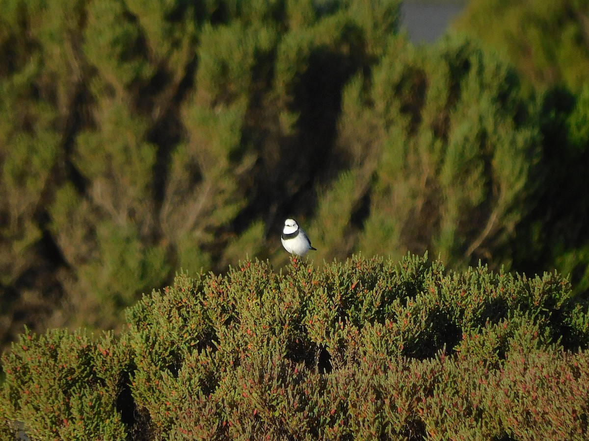 White-fronted Chat - ML624114037