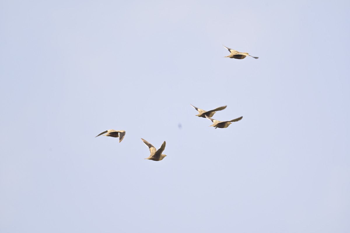 Chestnut-bellied Sandgrouse - ML624114039