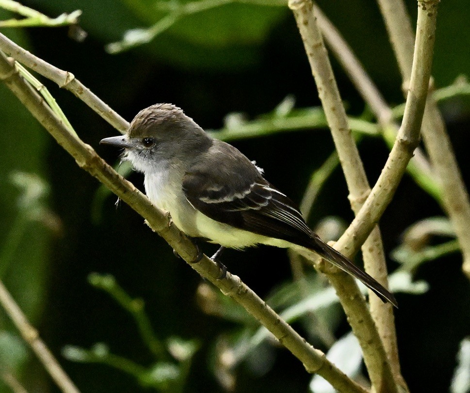 Pale-edged Flycatcher - ML624114051