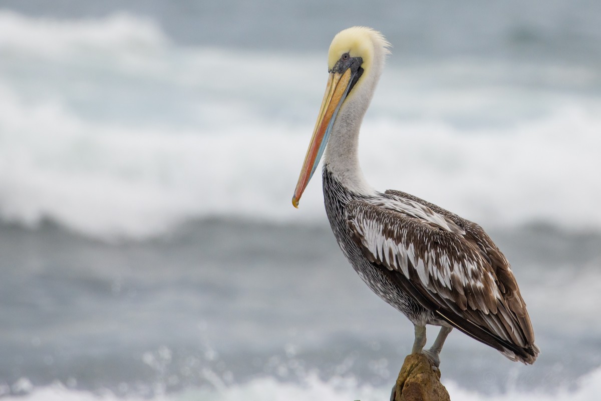 Peruvian Pelican - ML624114063