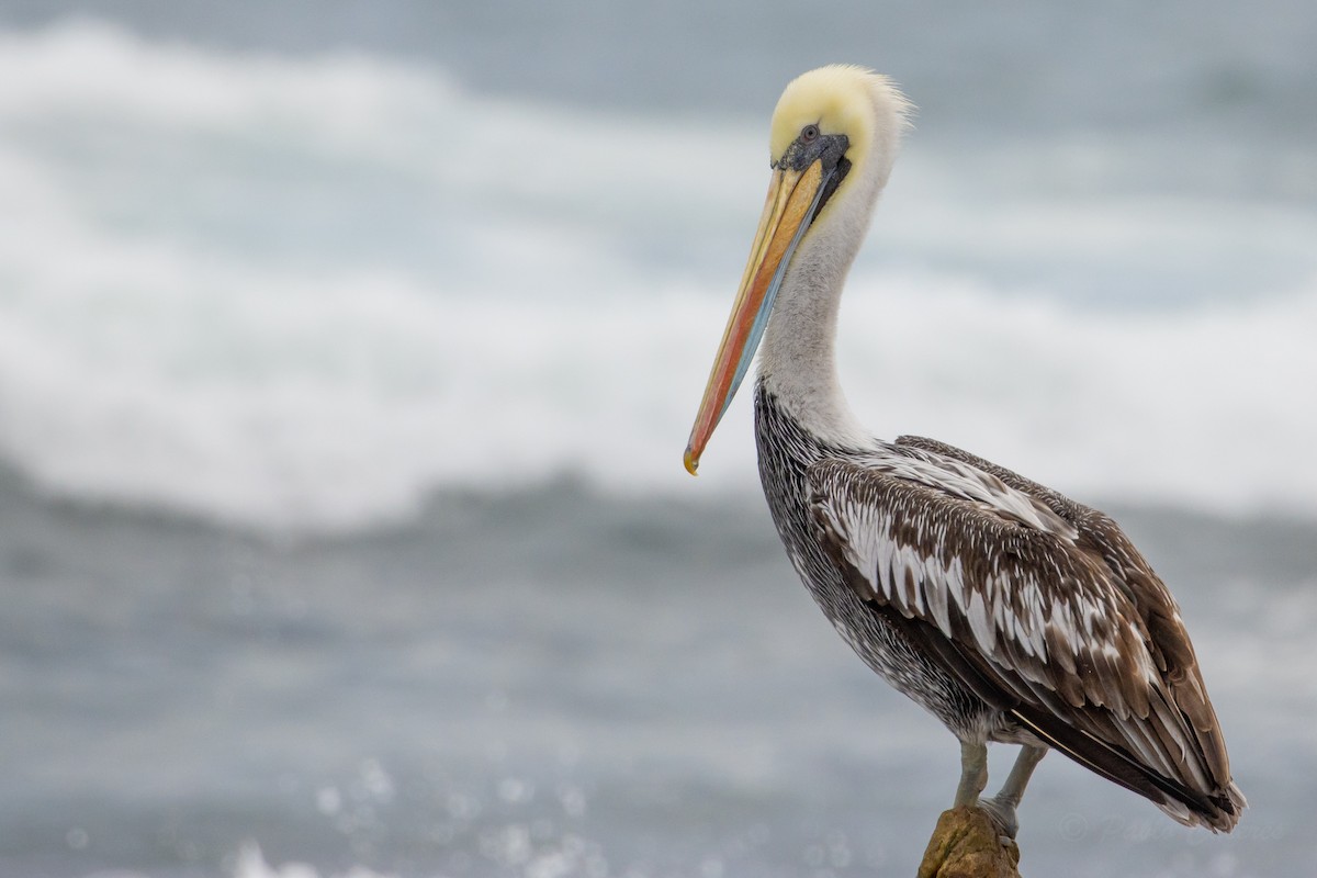 Peruvian Pelican - ML624114064