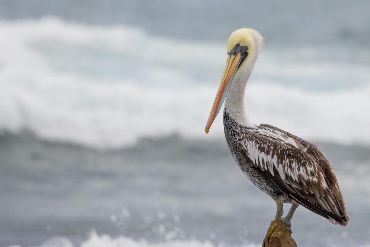 Peruvian Pelican - ML624114065