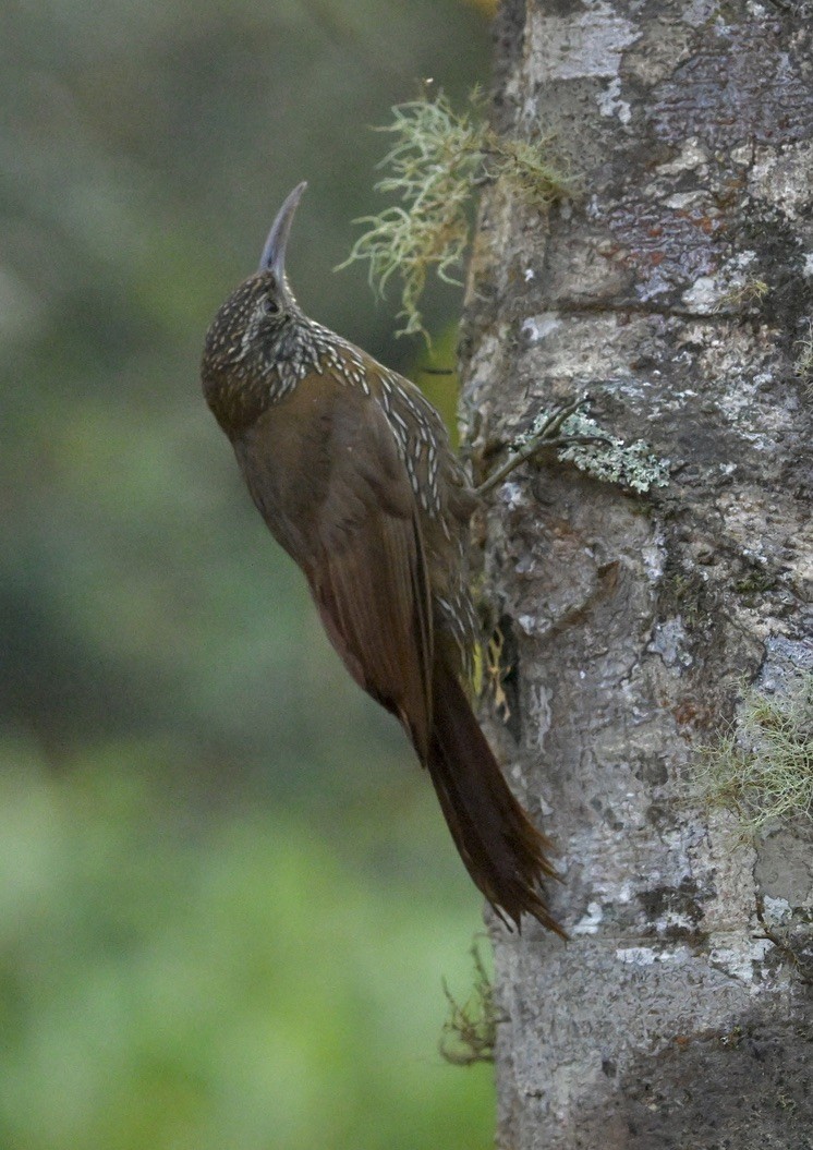 Montane Woodcreeper - Dana Miller-Blair