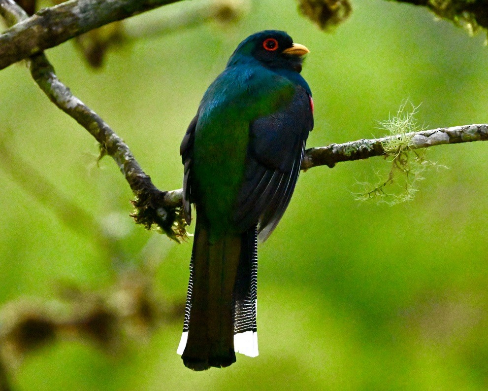 Trogon masqué - ML624114083