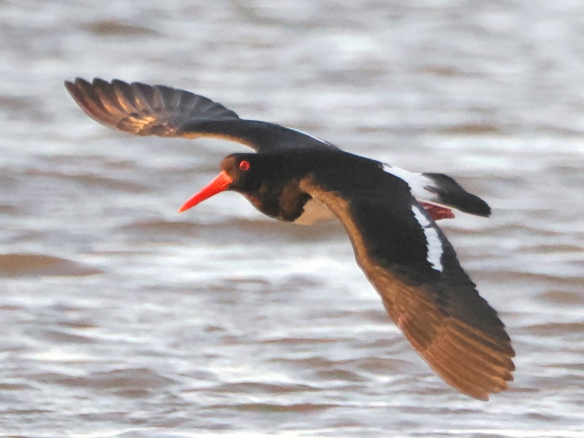 Pied Oystercatcher - ML624114091