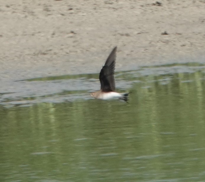 Black-winged Pratincole - ML624114100