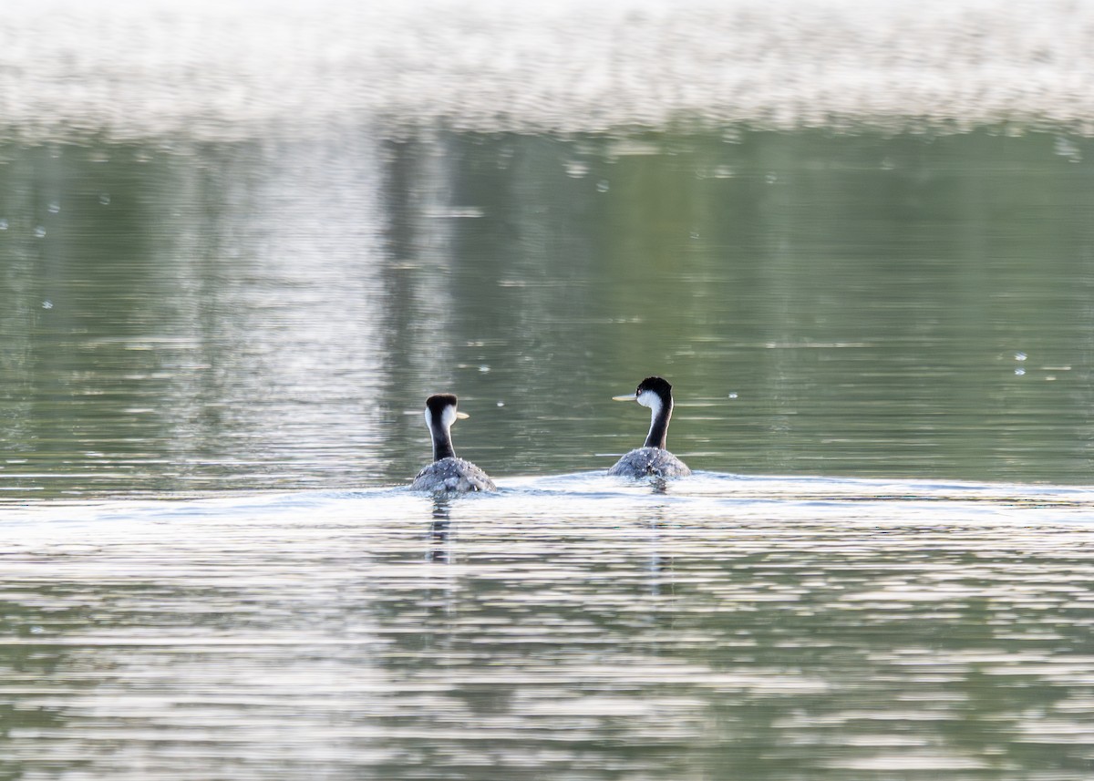 Western Grebe - Kirk Miller