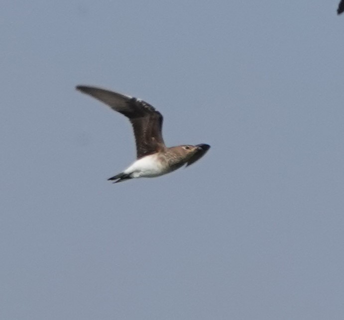 Black-winged Pratincole - ML624114105