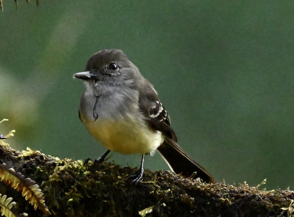 Pale-edged Flycatcher - ML624114106