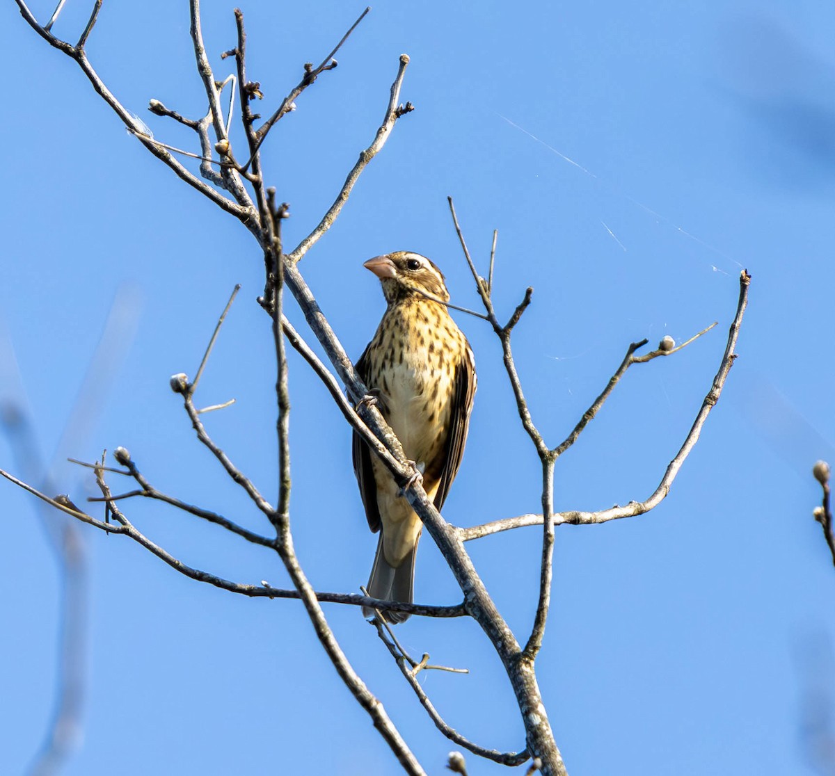 Rose-breasted Grosbeak - ML624114125