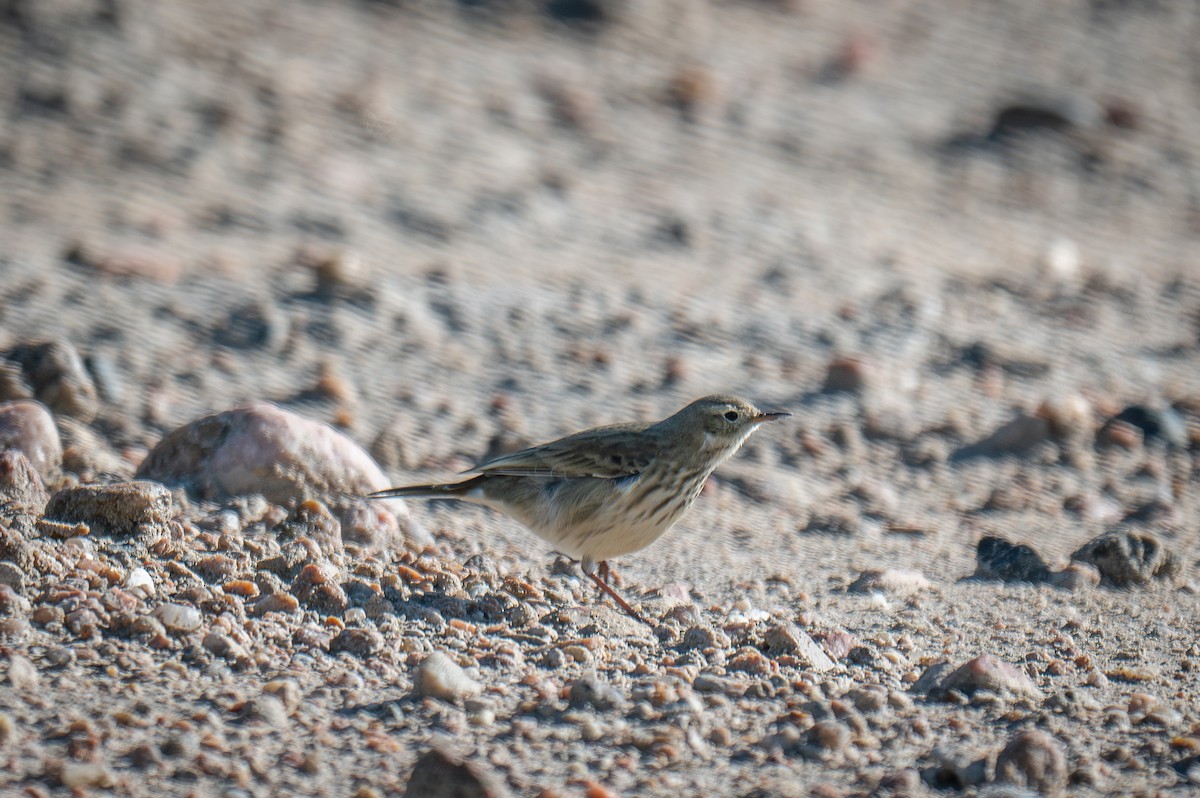 American Pipit - Kirk Miller