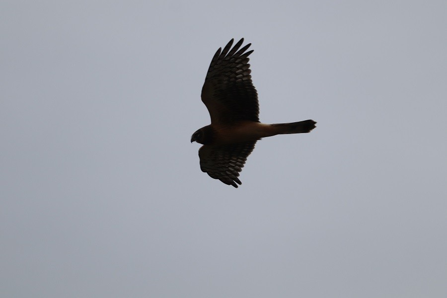 Northern Harrier - ML624114201