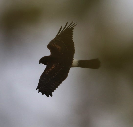 Northern Harrier - ML624114202